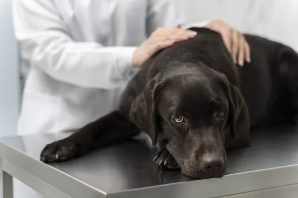 As doenças hepáticas prejudicam saúde e bem-estar de pets