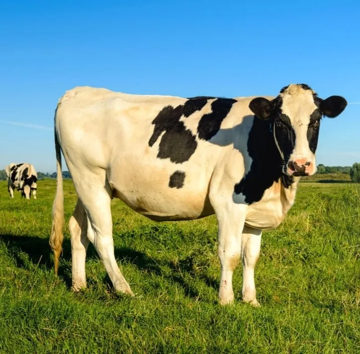 Animais de produção